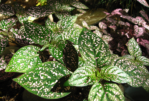Polka dot plants are shade-loving annuals with a whimsical looks