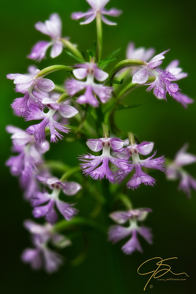 Purple Fringed Orchid, Isinglass River, Barrington, NH.