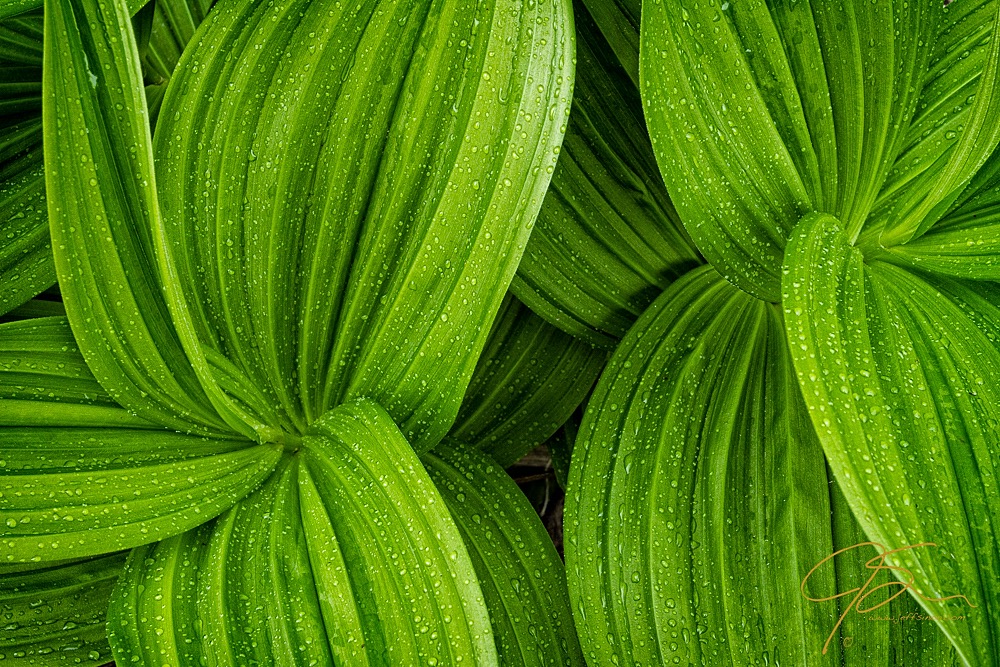 False Hellebore In The Rain