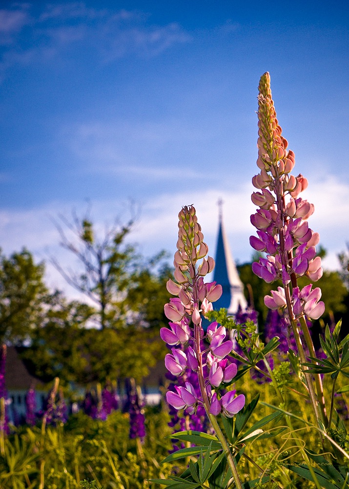 St Matthews In The Lupine