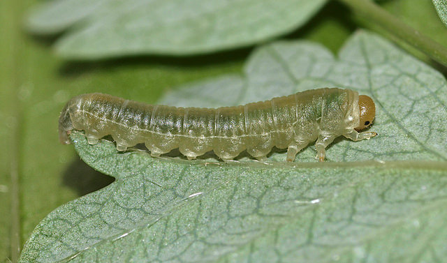 Sawfly larva