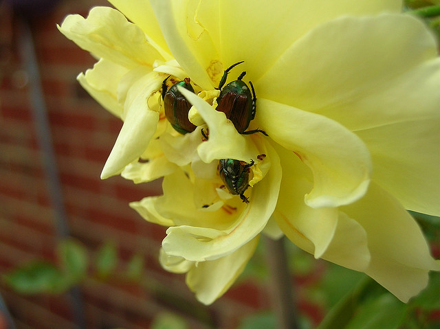 Japanese beetles on a yellow rose