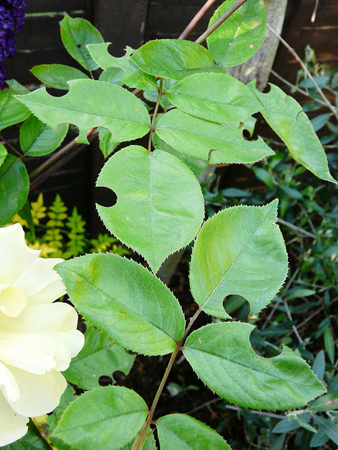 Leaf cutter leaves