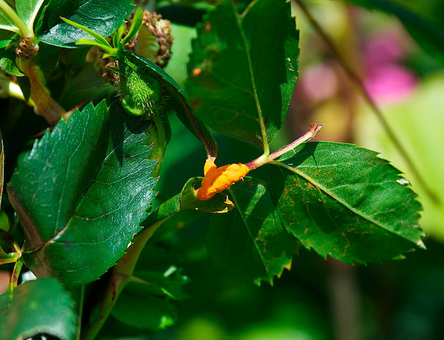 Rose rust