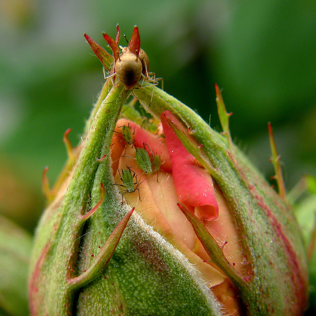 aphids on rose