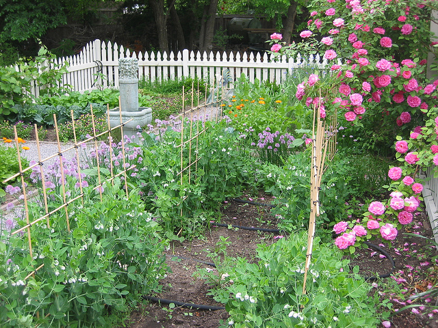 Kitchen garden