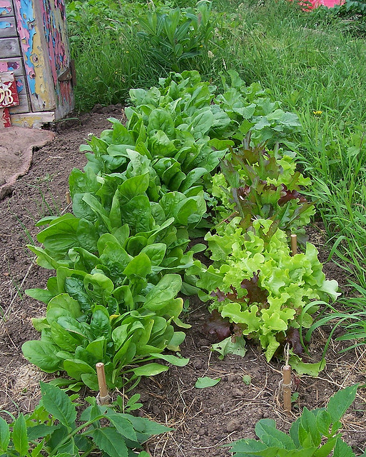 Lettuce