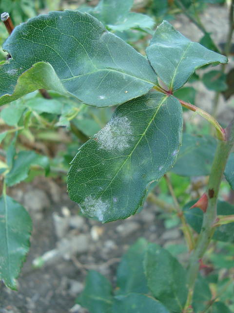 Powdery Mildew on rose