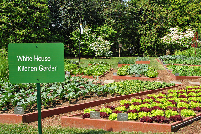 kitchen garden