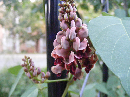 Apios americanus grows in partial shade.