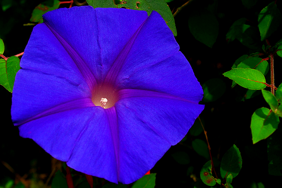 Blue morning glory flower