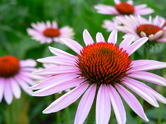 coneflower