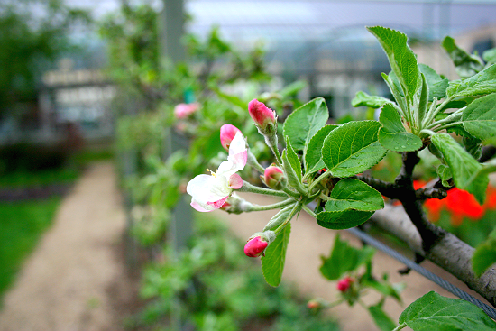 Fruiting Tree