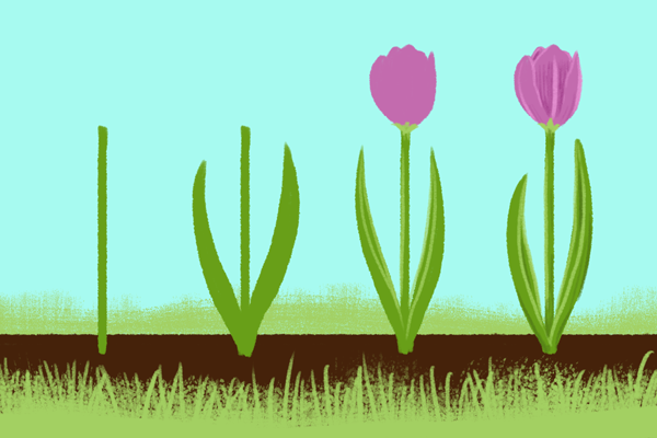 Step-by-step drawing of tulips in a row