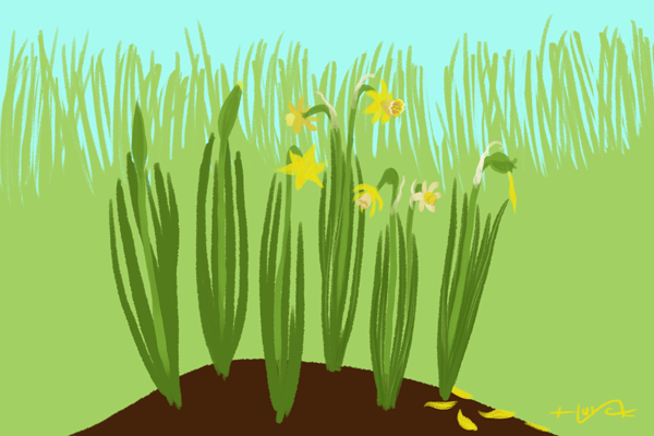 A clump of daffodils showing the steps of drawing, and of aging, the flowers