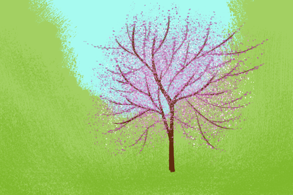 A redbud tree