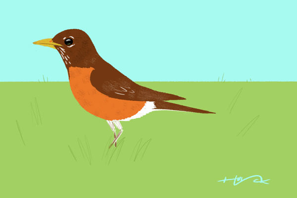 A robin in the grass