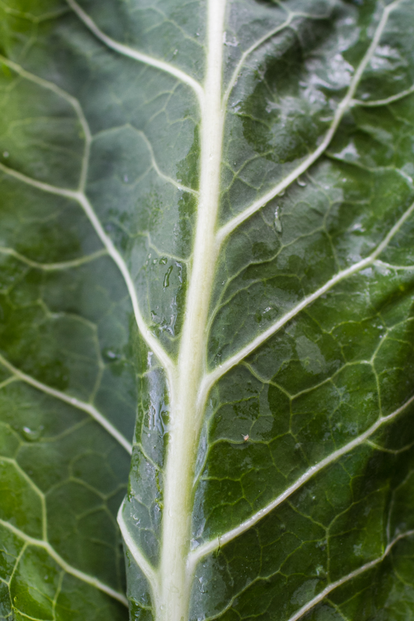 Simple Sauteed Lemony Greens