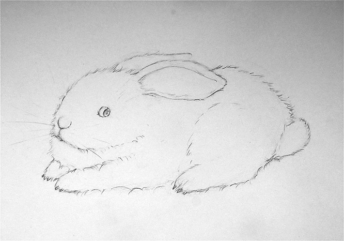 Beautiful bunny sketch