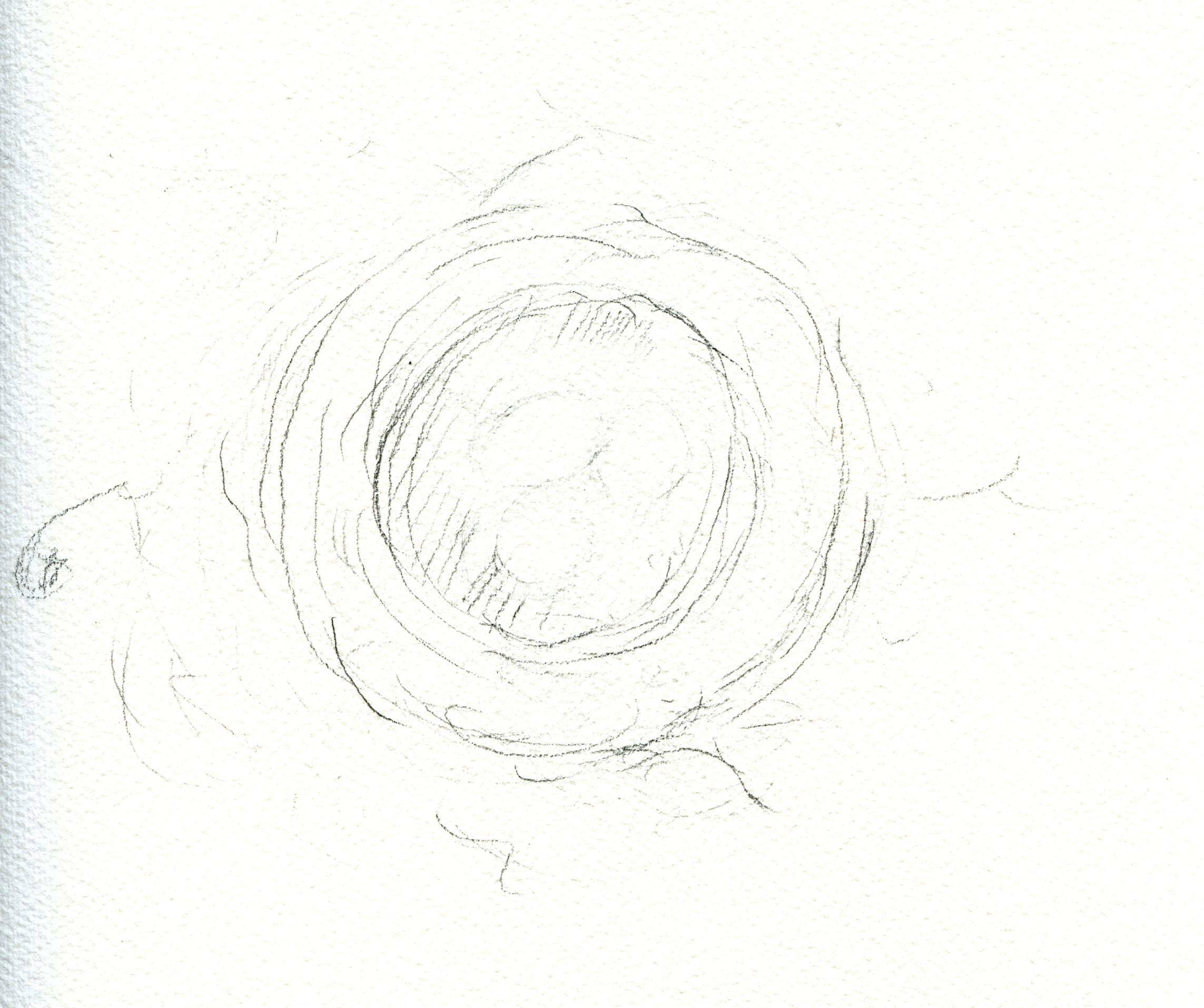 sketch of bird's nest