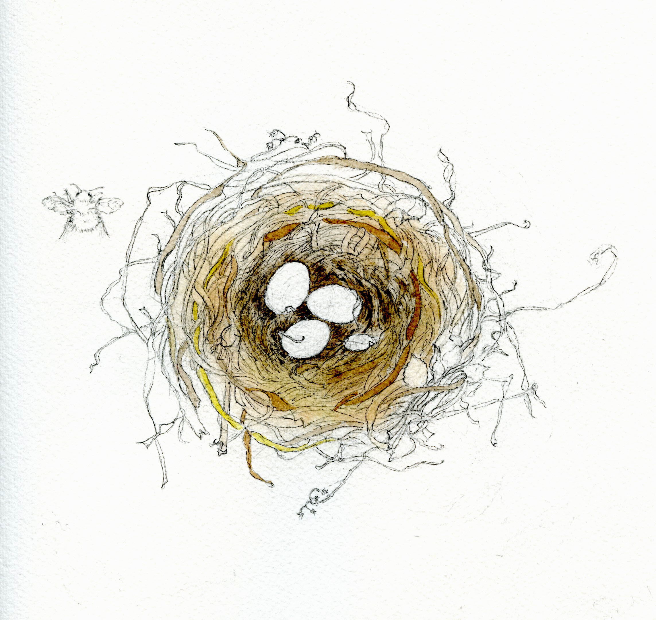 watercolor colors in nest