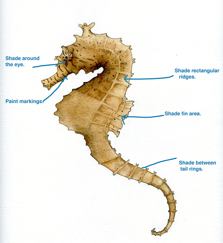 how to paint a seahorse
