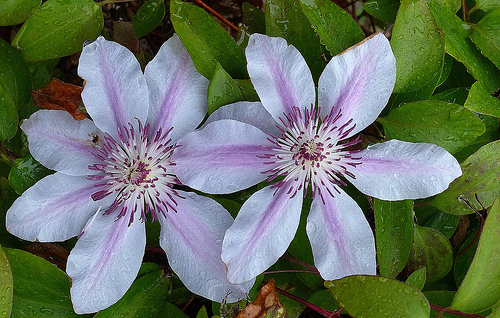 Nelly moser clematis can bloom in partial shade gardens.