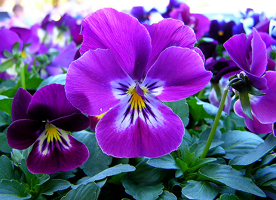 Pansy