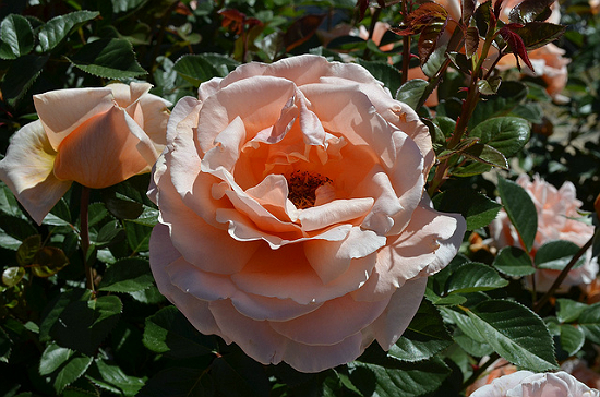 peach roses