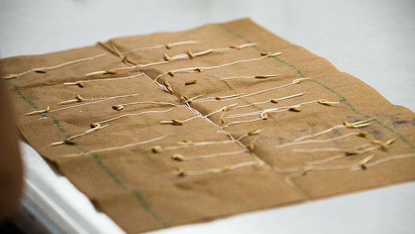 seeds germinating paper towel