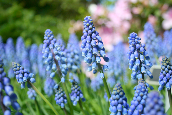 spring blooms