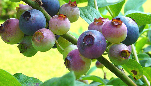 Blueberries like acidic pH soil levels