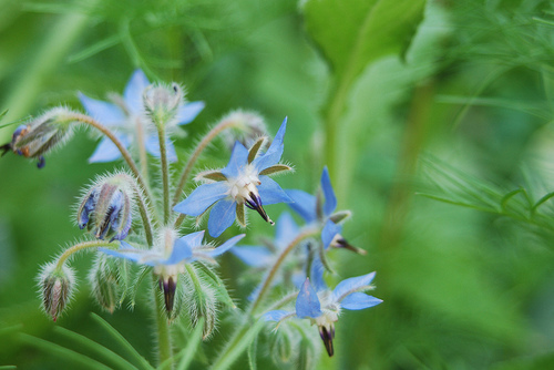 Borage flowers can be enjoyed in drinks of all types