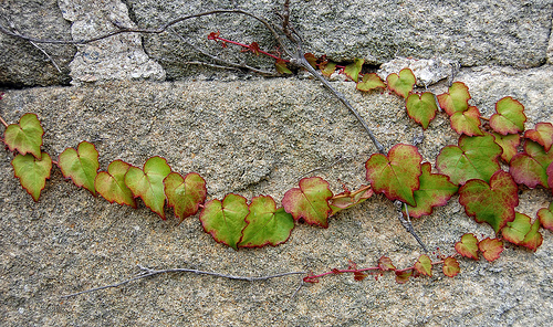 Boston ivy is a vine that grows in partial shade, although the fall color will not be as red.