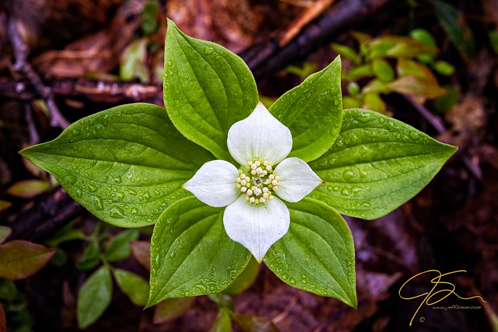A single white bunchberry flower photographed looking straight down.