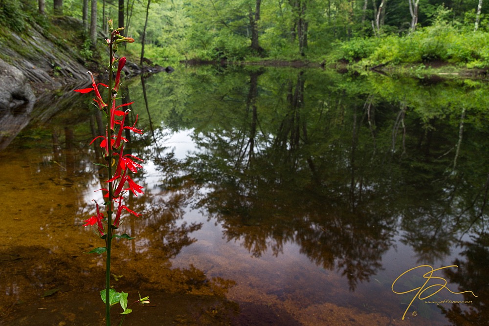 Cardinal Flower On The Isinglass