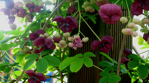 akebia is a pretty vine that grows in partial shade