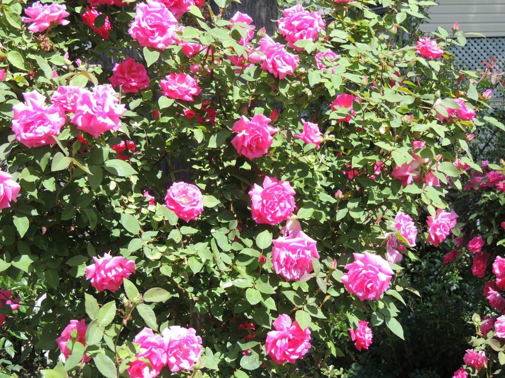 Pink Rose Bush