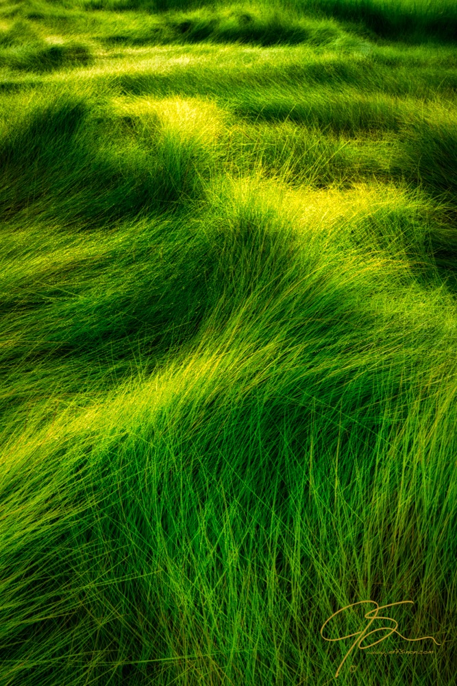 Salt Marsh In Motion.