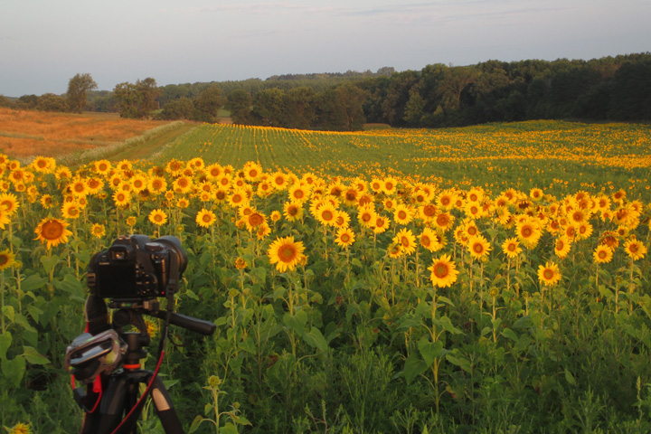 camera, photography, tripod, sunflowers