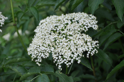 Elder flowers can be enjoyed in teas, wines and syrups.