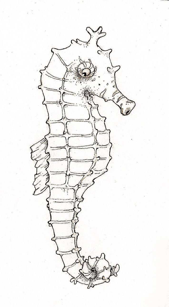 Seahorse sketch