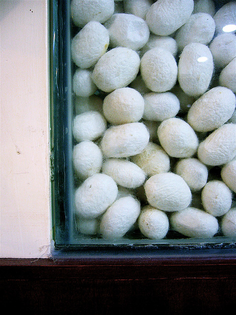 silk cocoons