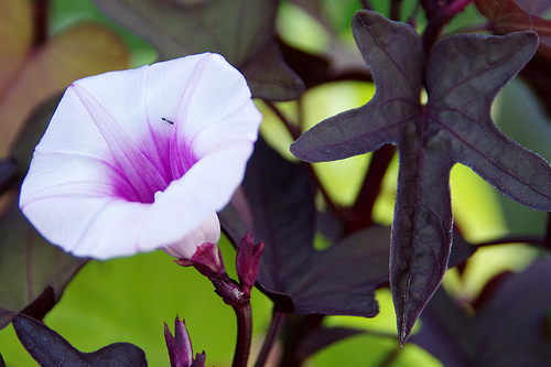 A sweet potato vine in bloom grows in partial-shade
