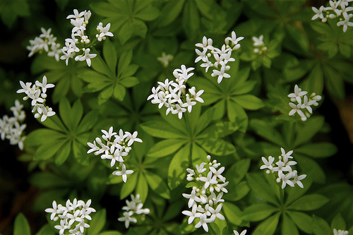 Sweet woodruff is used in May Wine recipes.