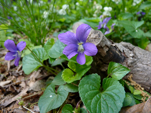 Violets have been enjoyed in drinks for centuries.