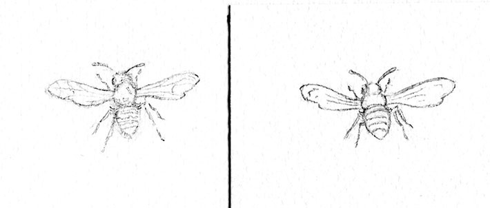 Wasp sketches