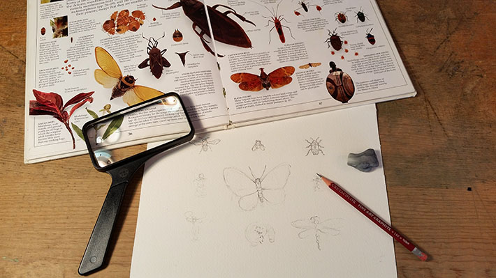 Preparing to draw insects.