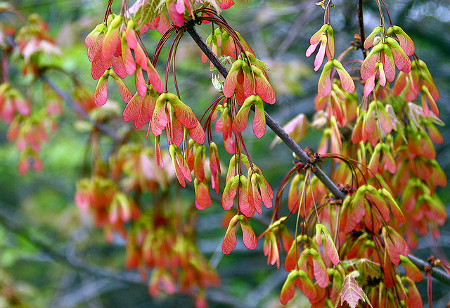 Norway Maple