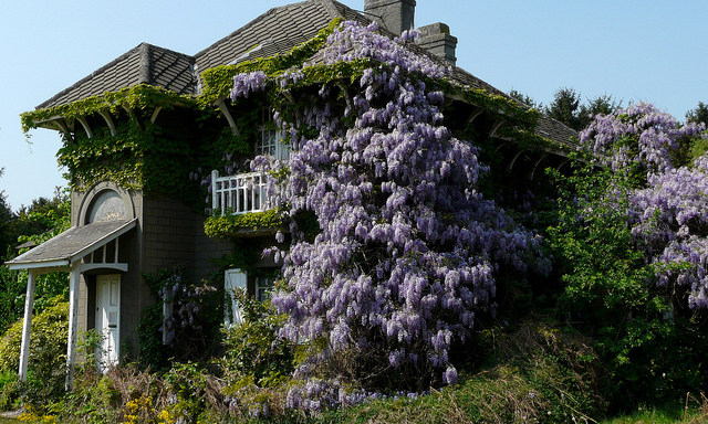 Wisteria